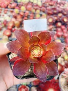 404 魅金ローズ錦ー納福 多肉植物 アエオニウム斑入り 抜き苗 - メルカリ