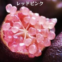 フィンガーライム〈リックスレッド〉苗 ピンク柑橘 果実 苗木 接木
