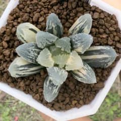 多肉植物 ハオルチア 白帝城錦(きよ様専用) - メルカリ