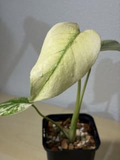 モンステラホワイトモンスター 天津蘭 - メルカリ