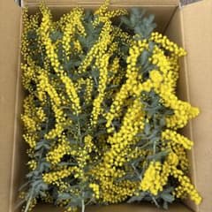 ミモザ 100サイズ 本日発送可能 - メルカリ