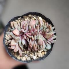 アリエル綴化 抜き苗 多肉植物 - メルカリ