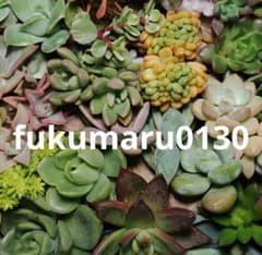 fukumaru0130様　専用のサムネイル