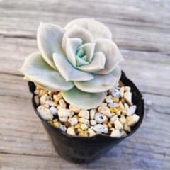 ラブリーローズ　多肉植物のサムネイル