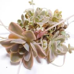 株分け＊根付き◇A 子持ち蓮華錦 斑入り子持ち蓮華 ピンクに紅葉 多肉
