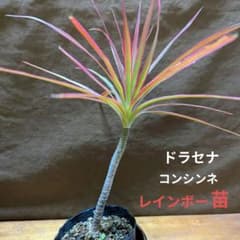 ドラセナ コンシンネ レインボー の苗です。 - メルカリ
