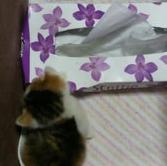 C3088様専用のサムネイル