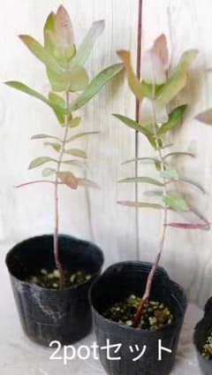 珍しいユーカリの苗2pot ポット苗 苗木 ユーカリ苗のサムネイル