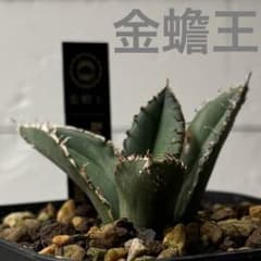 アガベ　チタノタ　王蟲 P717多肉植物 アガベ チタノタ Agave titanota 金蟾王｜Yahoo!フリマ