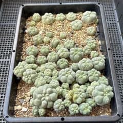ロホホラ　黒肌疣翠冠　カキコ1箱 ロホホラ 黒肌疣翠冠 カキコ1箱 - メルカリ