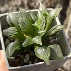 ハオルチア アトロフスカミュータント 】 抜き苗 - メルカリ