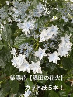 ☆ネコポス発送！☆紫陽花【隅田の花火】挿し木用 挿し穂カット枝5本