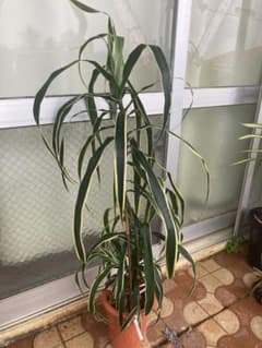 ドラセナSＰDracaena angustifolia var.honoriae ドラセナSPDracaena angustifolia var.honoriae - メルカリ