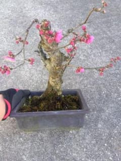 梅 盆栽 7号 古木❗ ひ - メルカリ