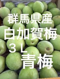 56.青梅3L 白加賀梅 加工用 - メルカリ
