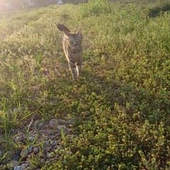 ぴょこ♪様専用ヾ(*' '*)のサムネイル