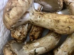 松茸 新鮮な松茸1kgのサムネイル