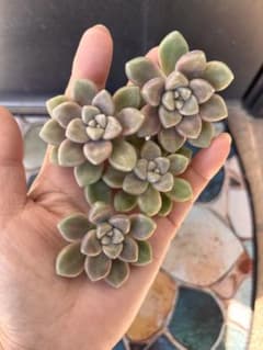 だるま姫秀麗♥️カット苗①のサムネイル