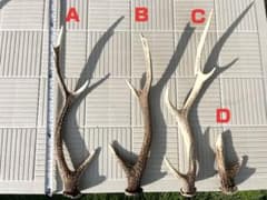 鹿の角 4本セット　ニホンジカのサムネイル