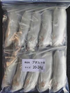 まお　冷凍ヤワゲM10匹ラットM10匹SM10匹おまけ付き！ 送料無料 冷凍マウスアダルトM10匹 - メルカリ