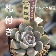 多肉植物 ミックスベリア白銀姫札付きポットごと発送❣️ - メルカリ