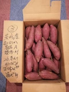 ③ 紅はるか（茨城産）実写ですのサムネイル