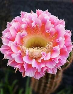 雲羽 新品種 花サボテンエキノプシス属 大輪咲き12-15cm カキコ 傷あり