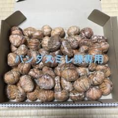 熊本県産　栗　パンダスミレ様専用のサムネイル