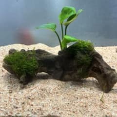 【メルカリ便】盆栽流木　21×13×16cm アヌビアス活着流木 速達】ジャワモス活着アヌビアスラウンドリーフ付き流木 13cm - メルカリ