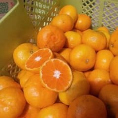 ①♥リピ続出♥完熟みかん５キロ マルチ栽培のサムネイル
