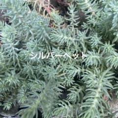 多肉植物】セダム シルバーペット レフレクサム カット苗 - メルカリ