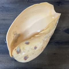 m67415374530_1.jpg?1765532568