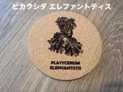 ビカクシダ エレファントティス コルクコースターのサムネイル