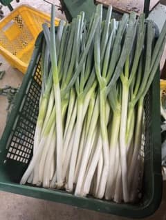 秋田県産！長ねぎ5キロ 白ネギ ねぎのサムネイル