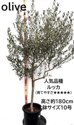 オリーブの木 ルッカ 10号 約180cm K-286 人気品種 現品掲載 - メルカリ