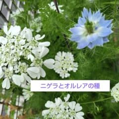 ニゲラ200粒＆オルレア100粒の種 自家採種 2026年6月採種 ③ - メルカリ