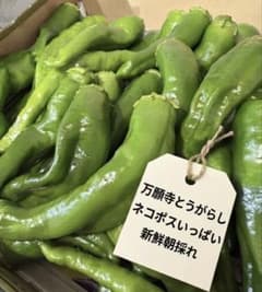 【新鮮・朝採れ】万願寺とうがらし　ネコポスいっぱいのサムネイル