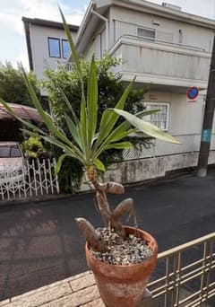 幹立ち アツバキミガヨラン ユッカラン 横幅55㎝　D 幹立ち アツバキミガヨラン ユッカラン 横幅55㎝ D - メルカリ