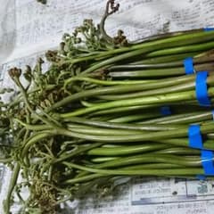 美花様専用(わらび1.2kg)のサムネイル