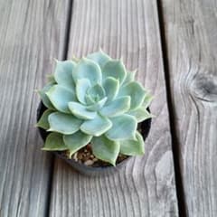 多肉植物　エケベリア　実生苗　リラシナ×ノバジンのサムネイル