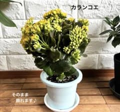 カランコエ 緑色のつぼみ カランコエ 緑色のつぼみ カランコエのつぼみがもうすぐ開花！毎年元気