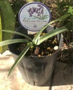専用⭐︎同梱 イングリッシュブルーベルのサムネイル
