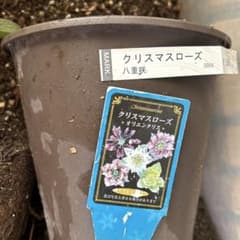 クリスマスローズ 二重咲 株分け - メルカリ