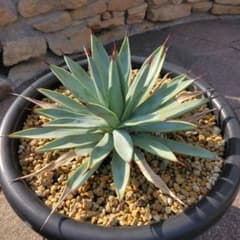アガベ プルート 冥王 アガベ プルート 冥王 - メルカリ