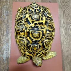 ヒョウモンリクガメ 爬虫類 剥製 ヒョウモンリクガメ 爬虫類 剥製 | Mercari