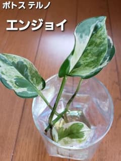 ポトス テルノ エンジョイのサムネイル