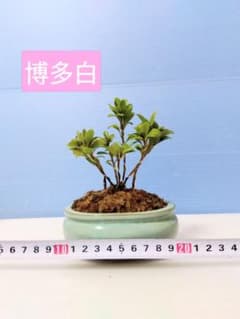 博多白」 皐月盆栽 サツキ盆栽 小品盆栽 さつき盆栽 - メルカリ