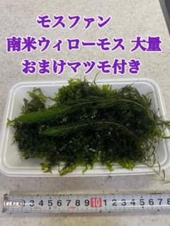 モスファン 南米ウィローモス 大量 おまけマツモ付きのサムネイル