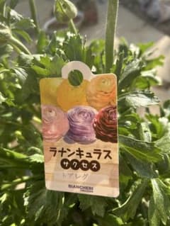 ♡ラナンキュラス　サクセス♡トアレグ　大苗 ラナンキュラス サクセス トアレグ 大苗 ポンポンシリーズ好きな方にお