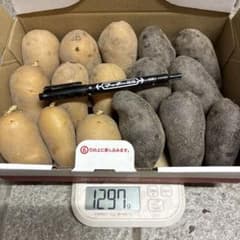 じゃがいも　2種　種芋　サイズ　自然栽培　(17)1297 gのサムネイル